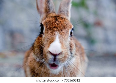 cute wild bunny rabbits in japan's rabbit island, okunoshima
 - Shutterstock ID 738560812