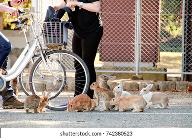 cute wild bunny rabbits in japan's rabbit island, okunoshima
 - Shutterstock ID 742380523