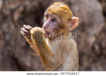 Cute wild cub of a barbary ape eatinng a nut in Morocco