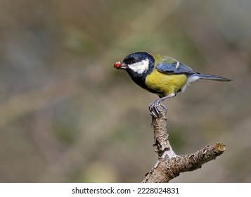 Cute wild eurasian great tit (Parus major) eating peanuts from a bird feeder. Image with space for text. Small and common garden bird with vibrant colors perched on a branch carrying food to the nest.