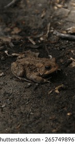 Cute wild frog or toad closeup portrait in the nature.
