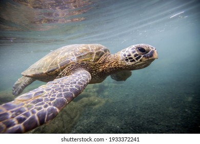 Une jolie tortue de mer verte sauvage d'Hawaï nageant dans des eaux tropicales chaudes avec récif corallien à Hawaï