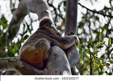 Koala Bears Australia Stock Photos Images Photography