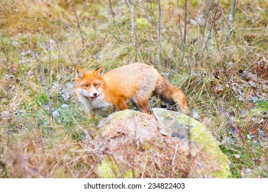 Cute Wild Red Fox With Furry Tail In Green Natural Forest Hide In Green Grass With Piece Of Food In Mouth