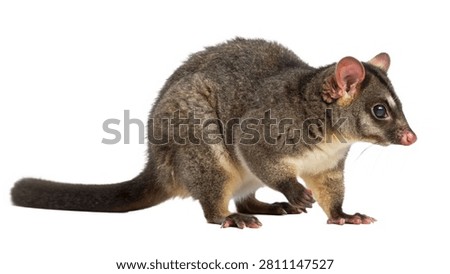 A cute wild ringtail possum crouching isolated on white transparent background.