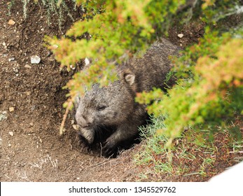 A Cute Wild Wombat Hiding In Its Hole With Greens Around It In Australia Tasmania Cradle Mountain