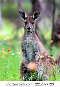 Cute Wild Young Kangaroo Stands Near A Tree In Flowers, Close-up, Animal Portrait, Australian Wildlife