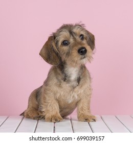 Cute wire haired dachshund puppy on a white wooden floor and a pink background