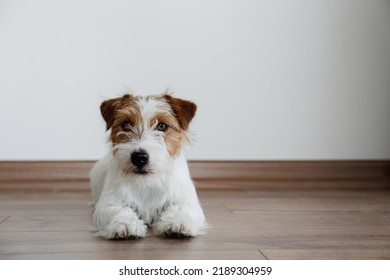 wire haired jack russells