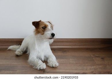 wire haired jack russells