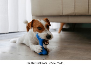 Cute wire haired Jack Russel terrier puppy playing with blue rubber bone. Adorable broken coated pup chewing a toy on a hardwood floor. Close up, copy space, background. - Powered by Shutterstock