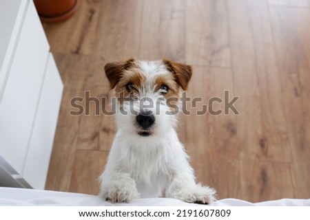 Cute wire haired Jack Russel terrier puppy with folded ears asking permission to jump on a bed. Small broken coated doggy begging. Close up, copy space, background.