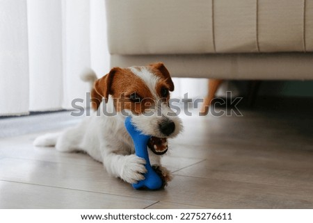 Cute wire haired Jack Russel terrier puppy playing with blue rubber bone. Adorable broken coated pup chewing a toy on a hardwood floor. Close up, copy space, background.