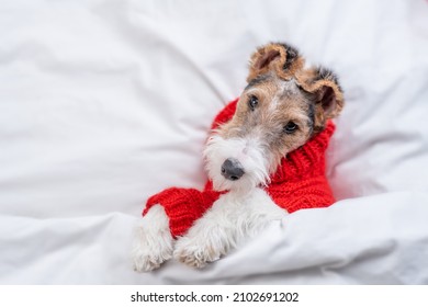 Cute Wire-haired Fox terrier puppy wearing red warm sweater lying  on a bed under warm white blanket at home. Top down view - Powered by Shutterstock