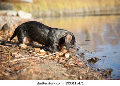 Cute wire-haired miniature dachshund puppy spending summer days playing on the lake