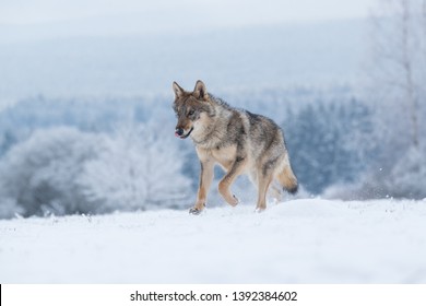 cute wolf running in snow with winter forest in background
