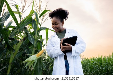 Cute  woman African descent is a plant researcher.Corn breed developer scientist geneticist Checking the growth of the good corn cobs.
Crop scholars using tablets, laptops ,wearing a ground coat. - Shutterstock ID 2138515517