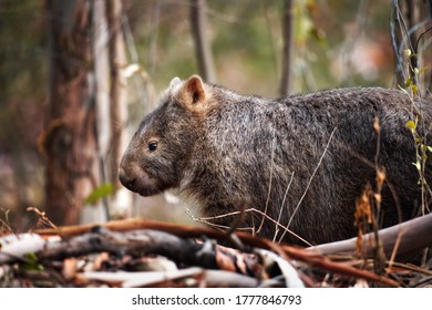 Wombat の画像 写真素材 ベクター画像 Shutterstock