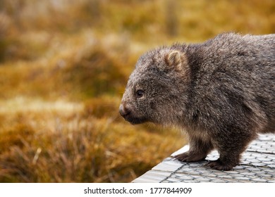 Wombat の画像 写真素材 ベクター画像 Shutterstock