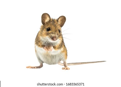Cute Wood mouse (Apodemus sylvaticus) isolated on white background. This cute looking mouse is found across most of Europe and is a very common and widespread species.