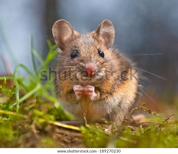 Cute wood mouse sitting\
on hind legs
