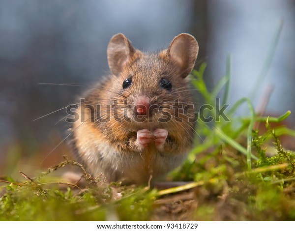 Cute wood mouse sitting\
on hind legs
