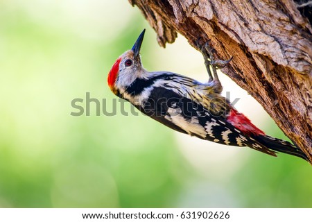 Cute Woodpecker on tree. Green forest background. Bird: Middle Spotted Woodpecker. Dendrocopos medius.