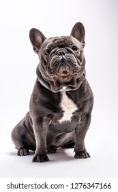 Cute wrinkled french bulldog portrait shot isolated looking to the camera. Copy space available for commercial and advertisement