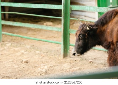 Cute Yak In Zoological Garden