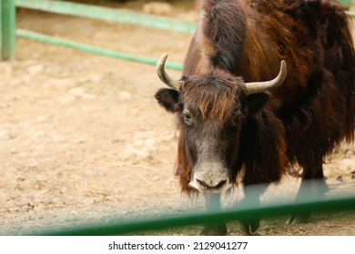 Cute Yak In Zoological Garden