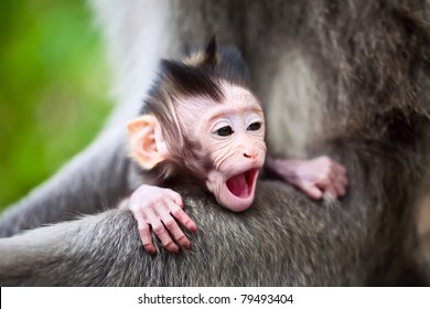 Cute Yawning Baby Macaque Monkey