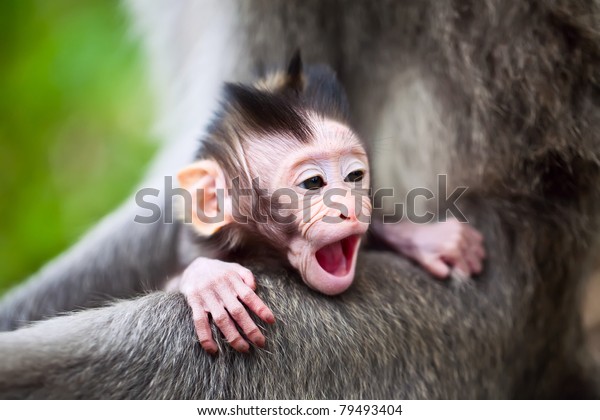 かわいいあくびをした赤ちゃんマカクの猿 の写真素材 今すぐ編集