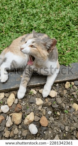 Cute yawning cat in the garden