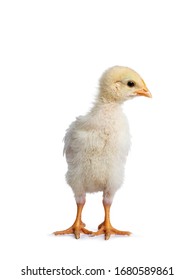 Cute Yellow Baby Chick Standing Facing Stock Photo 1680589861 ...