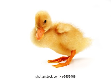 Cute  Yellow Baby Duck,isolated On White Background