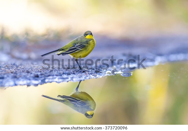 Cute yellow bird. Yellow\
Wagtail. Nature background. Bird: Western Yellow Wagtail. Motacilla\
flava.