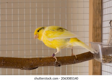 Cute Yellow And Black Canary Stands On Perch In A Cage And Playing. Pet And Animal Concept. Close Up, Selective Focus And Copy Space