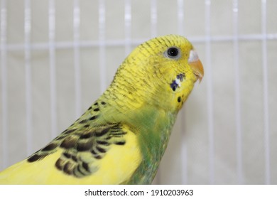 Cute Yellow Budgie In Cage