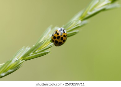 cute yellow bug crawls up the blade of grass, cute bug from the behind, ladybug on the top of a blade of grass, close-up of a ladybug, yellow beetle on a blade of grass, close up Psyllobora vigintiduo