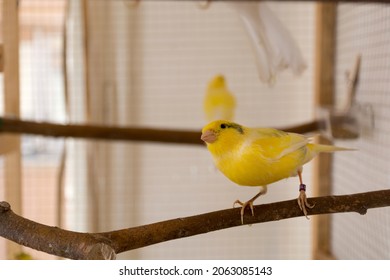 Cute Yellow Canary Stands On Perch In A Cage And Playing. Pet And Animal Concept. Close Up, Selective Focus And Copy Space