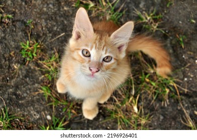 Cute Yellow Cat Kitty Head Eye Closeup