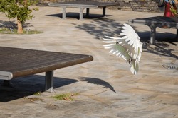 Cute Yellow Crested Cockatoo Flying To Bench In Australian Park