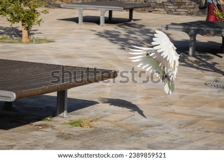 Cute yellow crested cockatoo flying to bench in Australian park