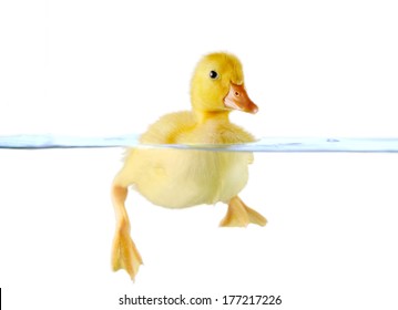 7,184 Duck feet swim Images, Stock Photos & Vectors | Shutterstock