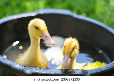 
cute yellow ducklings.Housekeeping.Beautiful little animals.Ducks swimming.Yellow chicks.Beautiful farm photo.Poultry farm.Agribusiness.Pet care.ducks swim.Little geese.ducklings.Bird farm.chickens.