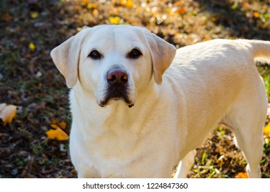 Cute Yellow Lab Outside