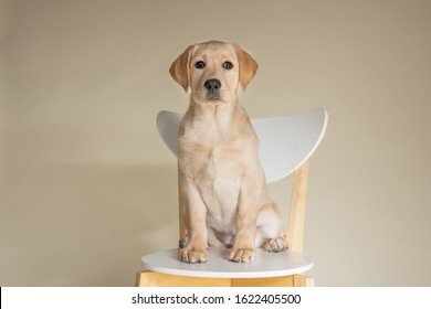 Cute Yellow Lab Puppy Sitting On Chair In Studio On Light Background