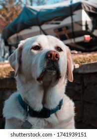 Cute Yellow Lab Sitting In The Sun