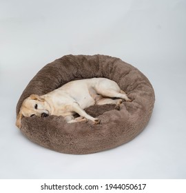 A cute yellow Labrador is lying on the dog bed. Light background. The dog sleeps on the Plush Fleecy Pet Cave
