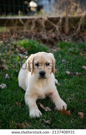 Small, blond Labrador puppy sits on a lawn in the grass and looks into the distance